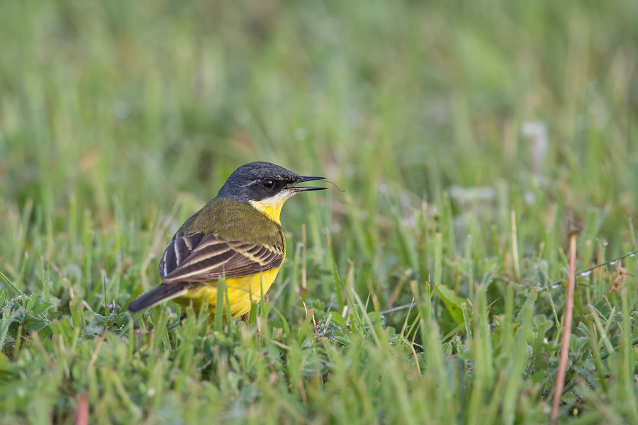 Nordische Schafstelze, Motacilla flava thunbergi