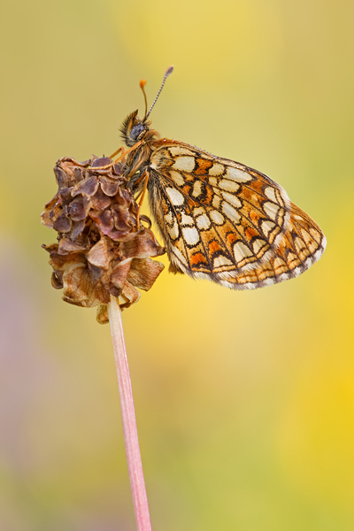 Östlicher Scheckenfalter, Melitaea britomartis 