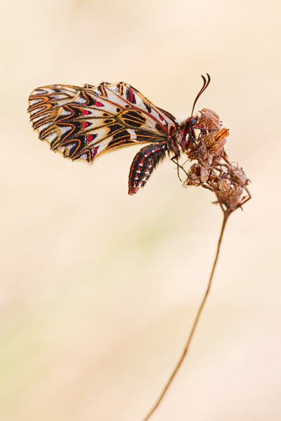 Osterluzeifalter , Zerynthia polyxena