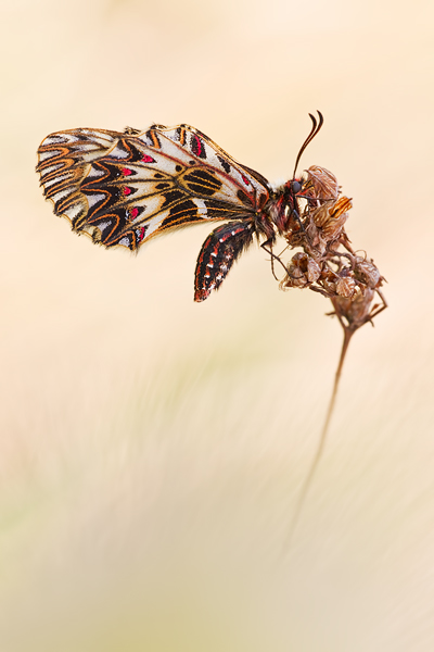 Osterluzeifalter , Zerynthia polyxena