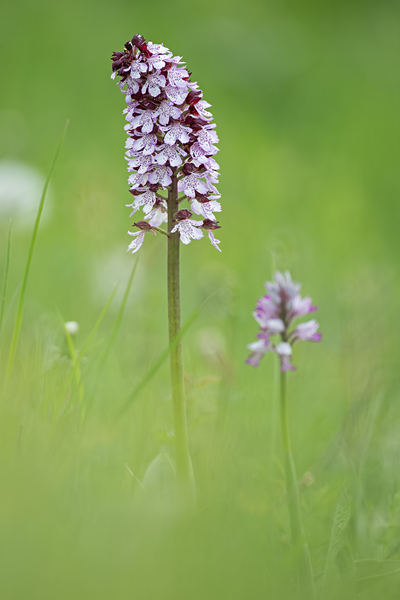 Purpur-Knabenkraut, Orchis purpurea