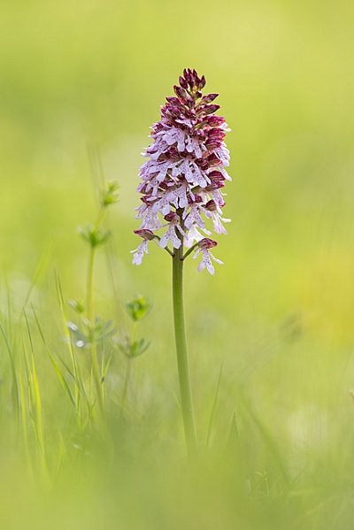 Purpur-Knabenkraut, Orchis purpurea