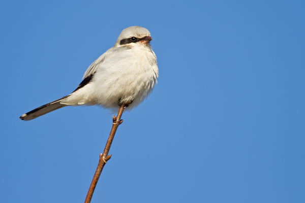 Nördlicher Raubwürger, Lanius excubitor