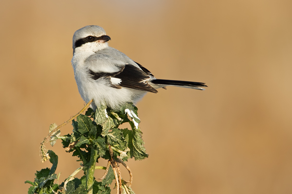 Nördlicher Raubwürger  , Lanius excubitor