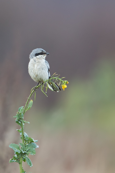 Nördlicher Raubwürger  , Lanius excubitor