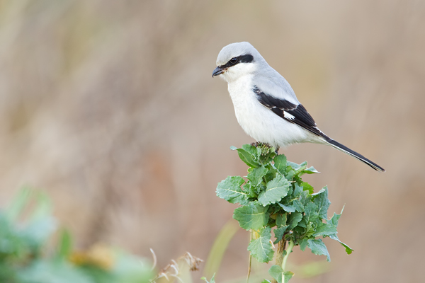 Nördlicher Raubwürger  , Lanius excubitor