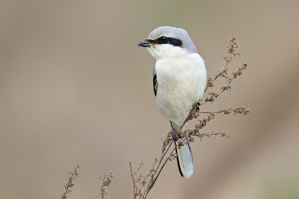 Nördlicher Raubwürger  , Lanius excubitor