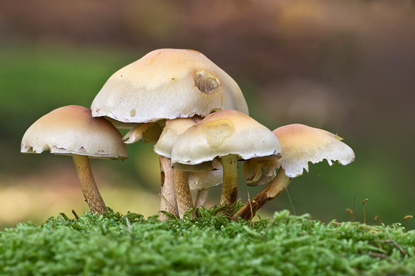 Rauchblättriger Schwefelkopf , Hypholoma capnoides