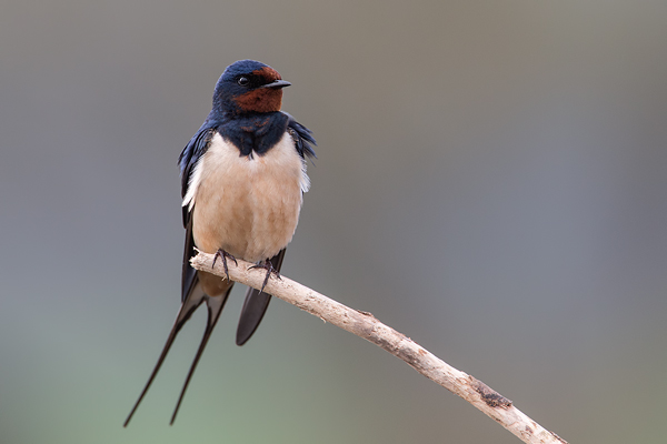 Rauchschwalbe, Hirundo rustica