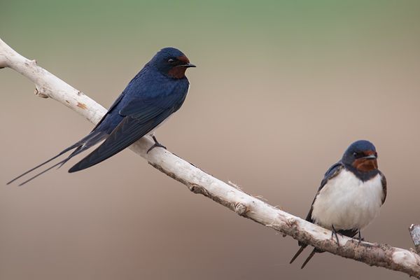 Rauchschwalbe, Hirundo rustica