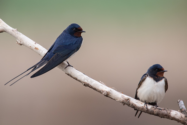 Rauchschwalbe, Hirundo rustica