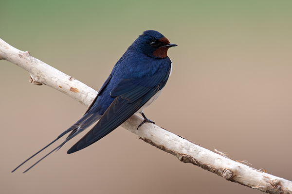 Rauchschwalbe, Hirundo rustica