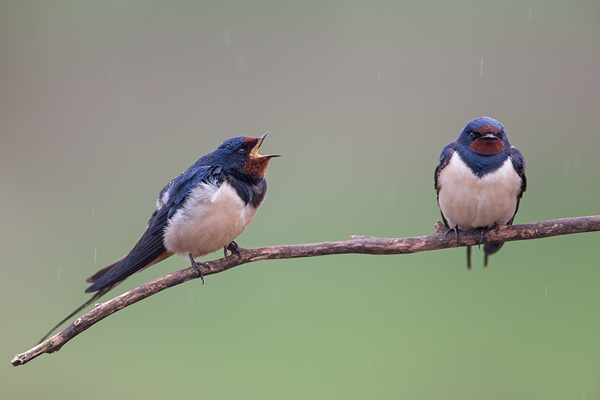 Rauchschwalbe, Hirundo rustica