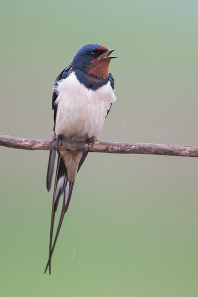 Rauchschwalbe, Hirundo rustica