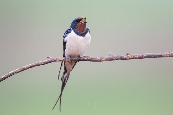 Rauchschwalbe, Hirundo rustica