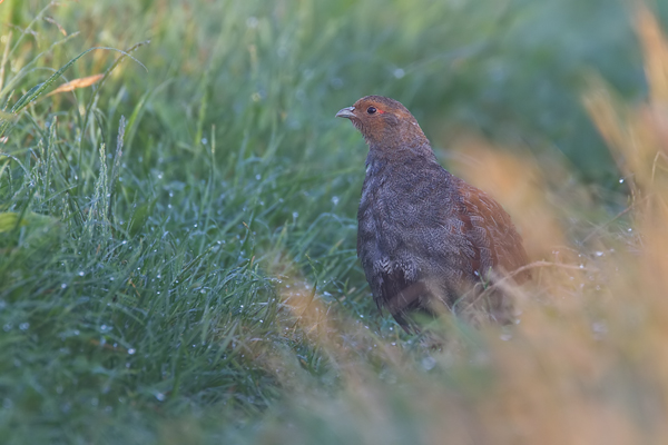 Rebhuhn, Perdix perdix