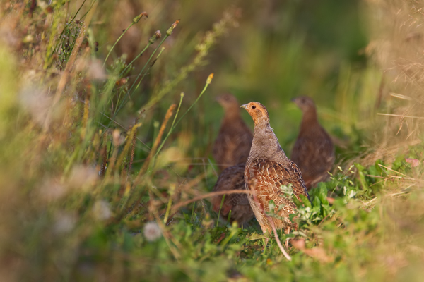 Rebhuhn, Perdix perdix