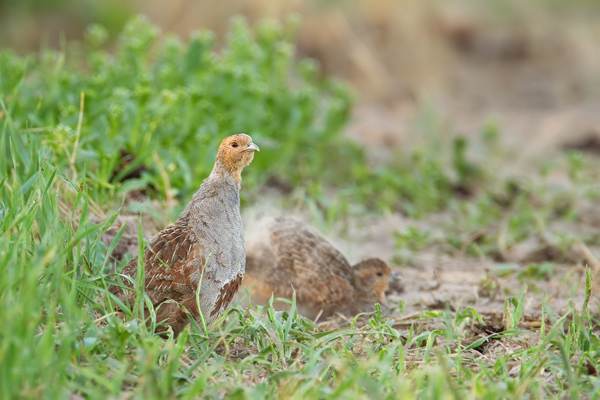 Rebhuhn, Perdix perdix