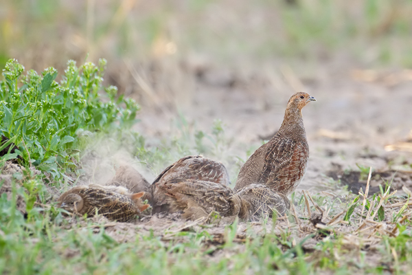 Rebhuhn, Perdix perdix