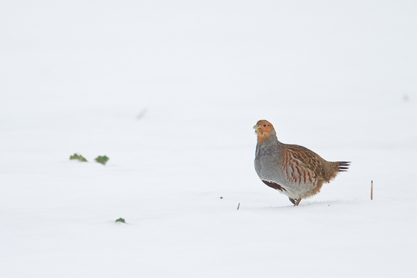 Rebhuhn, Perdix perdix
