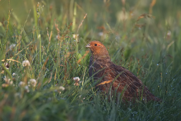 Rebhuhn, Perdix perdix