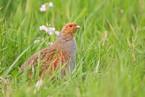 Rebhuhn, Perdix perdix