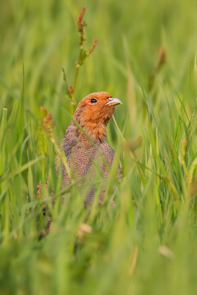 Rebhuhn, Perdix perdix