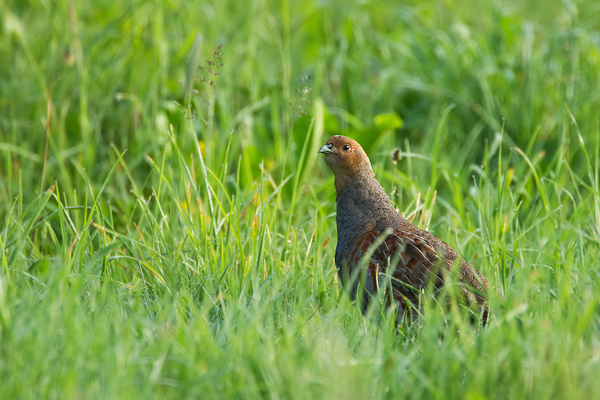 Rebhuhn, Perdix perdix