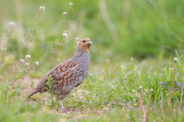 Rebhuhn, Perdix perdix