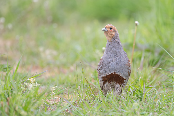 Rebhuhn, Perdix perdix