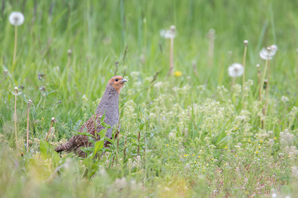 Rebhuhn, Perdix perdix