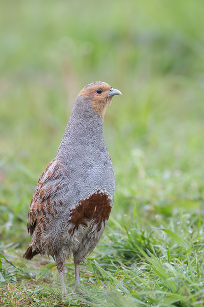 Rebhuhn, Perdix perdix