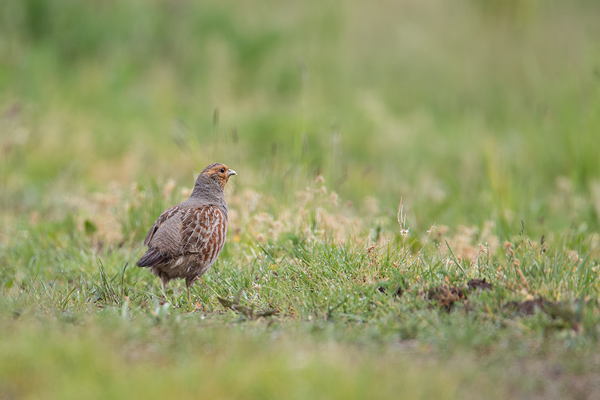 Rebhuhn, Perdix perdix