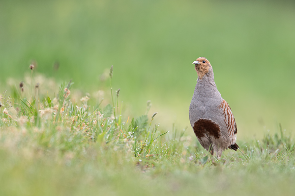 Rebhuhn, Perdix perdix