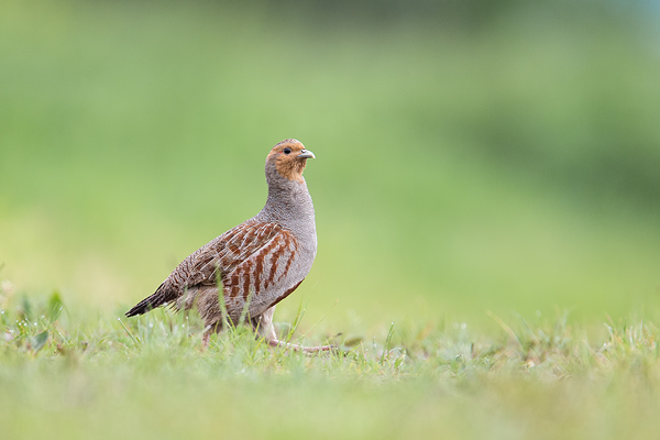 Rebhuhn, Perdix perdix