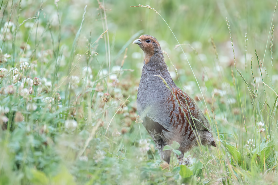 Rebhuhn, Perdix perdix