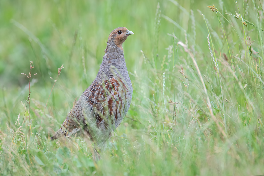 Rebhuhn, Perdix perdix