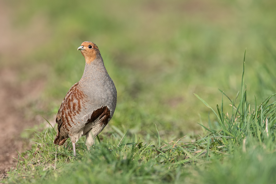 Rebhuhn, Perdix perdix