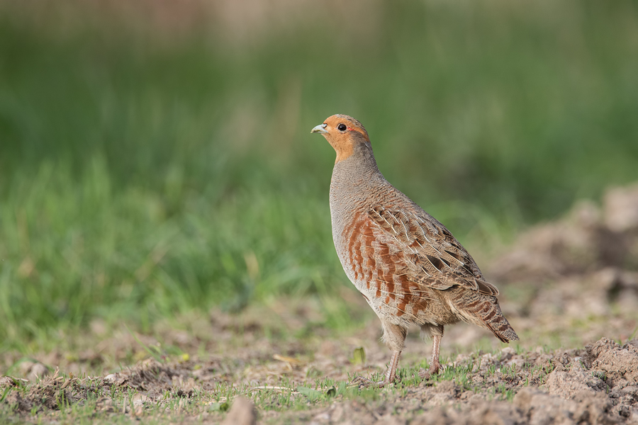 Rebhuhn, Perdix perdix