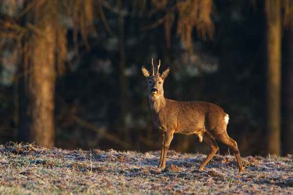 Rehwild, Capreolus capreolus