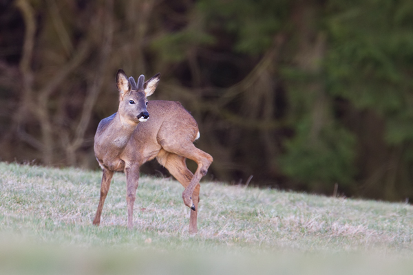 Rehwild, Capreolus capreolus