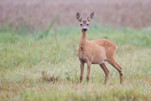 Rehwild, Capreolus capreolus