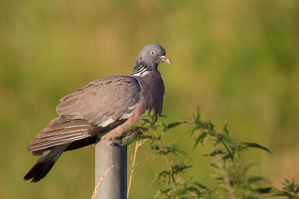 Ringeltaube, Columba palumbus