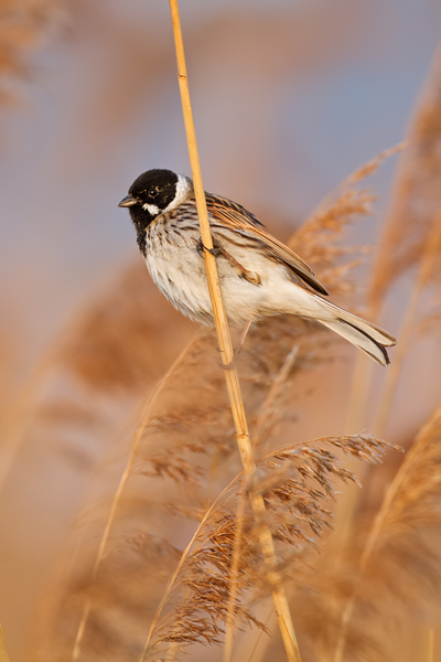 Rohrammer, Emberiza schoeniclus