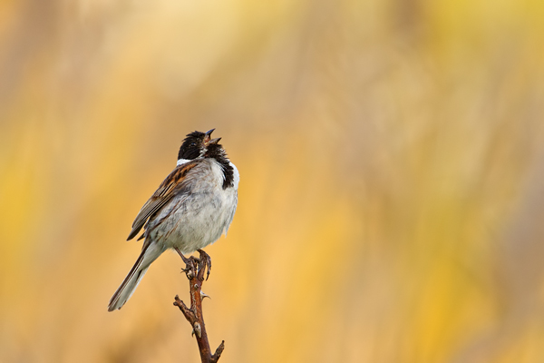 Rohrammer, Emberiza schoeniclus