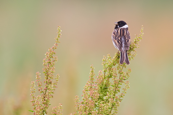 Rohrammer, Emberiza schoeniclus