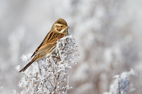 Rohrammer, Emberiza schoeniclus