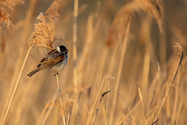 Rohrammer, Emberiza schoeniclus