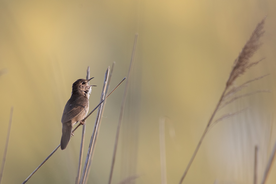 Rohrschwirl, Locustella luscinioides