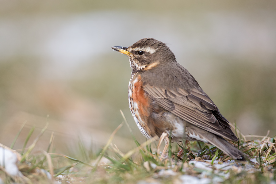 Rotdrossel, Turdus iliacus